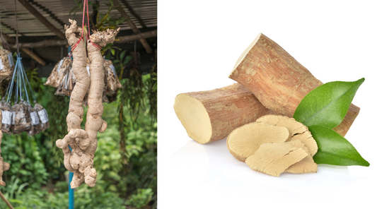 Tongkat Ali Benefits for Men Over 40: Natural Energy, Testosterone & Vitality