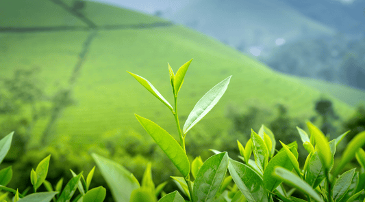 Senna Tea: Natural Relief for Constipation and More