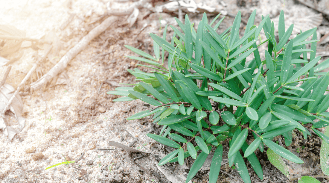 5 Natural Testosterone Boosters in Malaysia for Men