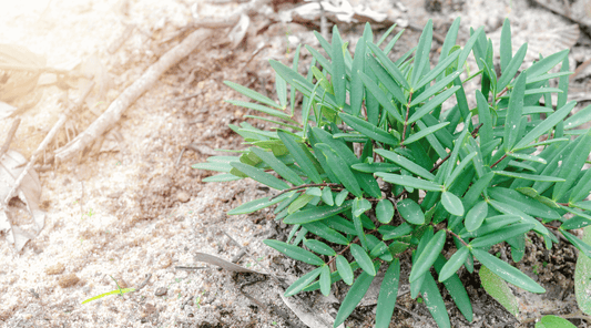 5 Natural Testosterone Boosters in Malaysia for Men