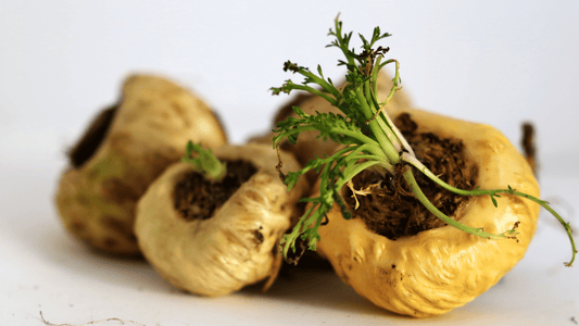 How To Build Muscle Naturally With Tongkat Ali And Maca Root