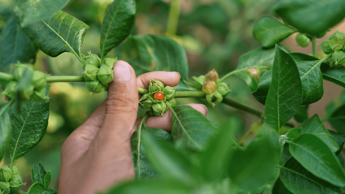 Top 5 Herbal Supplements for Daily Vitality and Energy